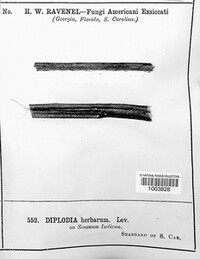 Diplodia herbarum image